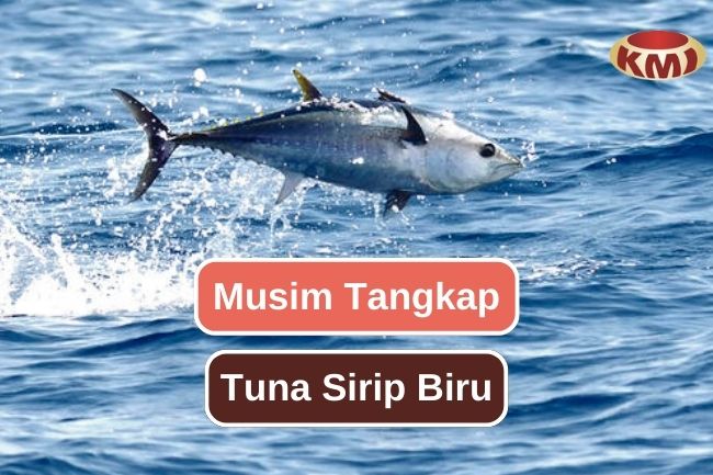 Inilah Waktu Yang Tepat Untuk Menangkap Tuna Sirip Biru